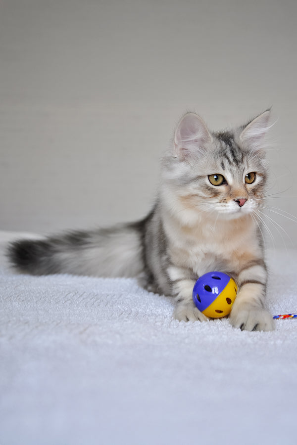 Marta | Siberian Kitten