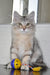 Marta | Siberian Kitten