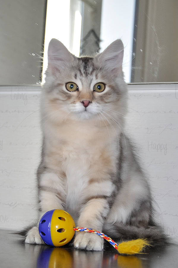 Marta | Siberian Kitten