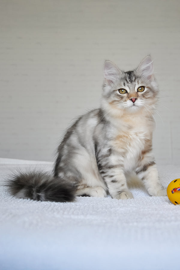 Marta | Siberian Kitten