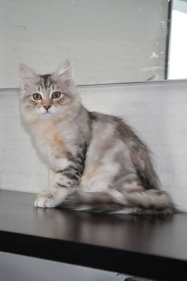 Marta | Siberian Kitten