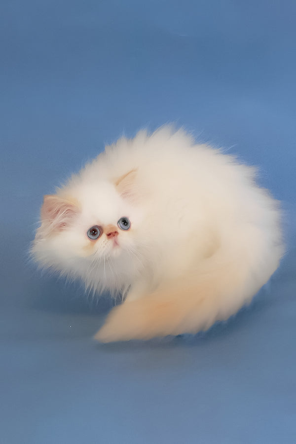 Marta | Persian Kitten