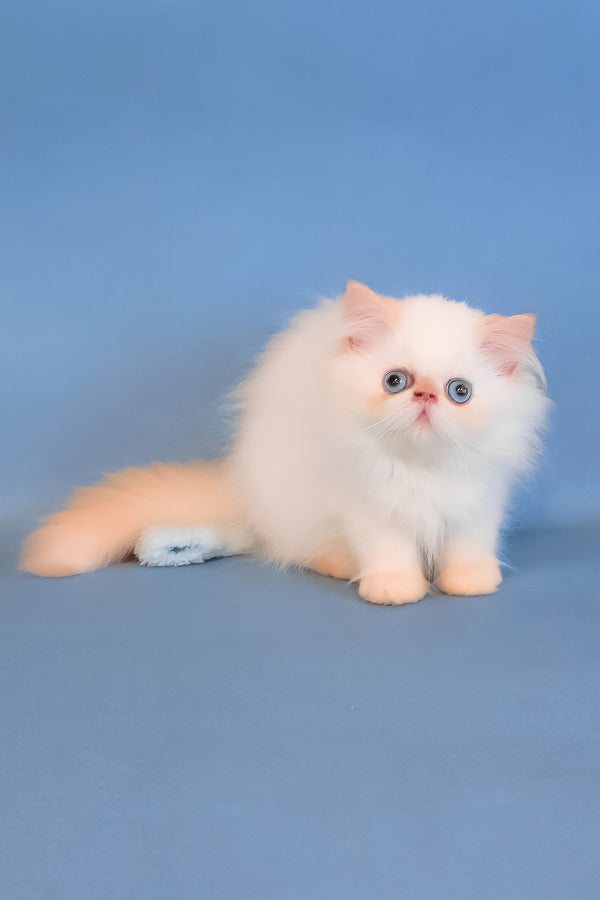 Marta | Persian Kitten
