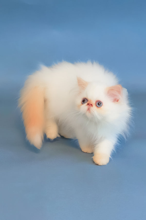 Marta | Persian Kitten