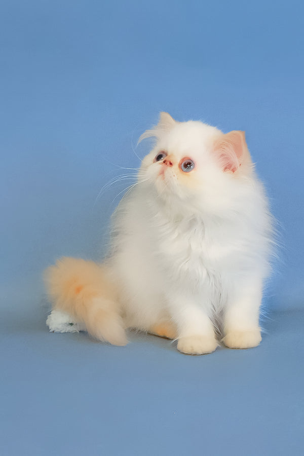 Marta | Persian Kitten