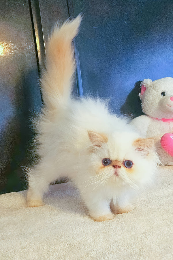 Marta | Persian Kitten