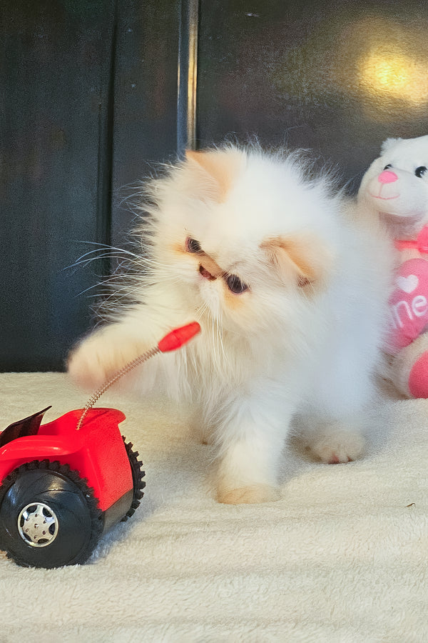 Marta | Persian Kitten