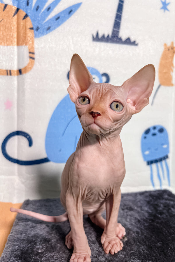 Martin | Canadian Sphynx Kitten
