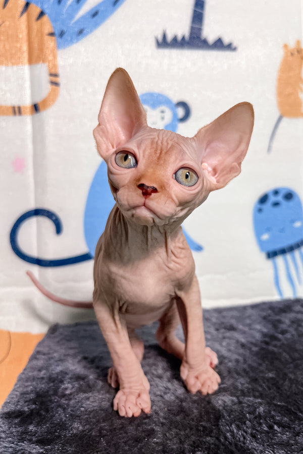 Martin | Canadian Sphynx Kitten