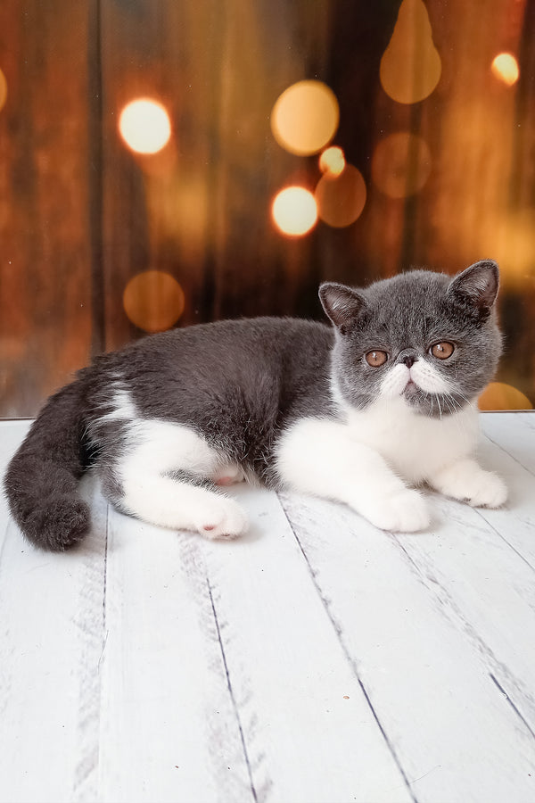 Martin | Exotic Shorthair Kitten