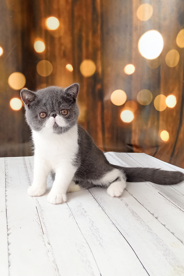 Martin | Exotic Shorthair Kitten