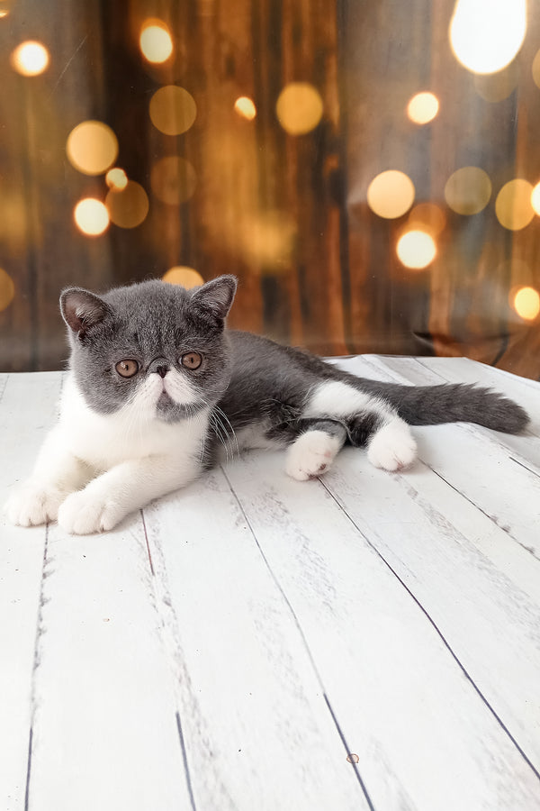 Martin | Exotic Shorthair Kitten