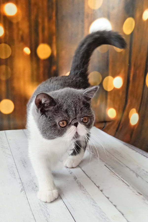 Martin | Exotic Shorthair Kitten