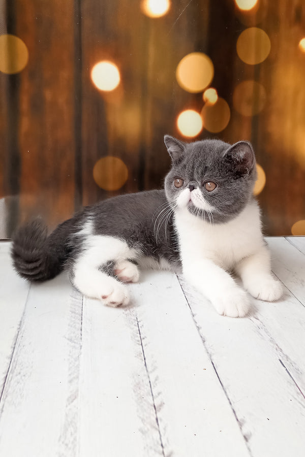 Martin | Exotic Shorthair Kitten
