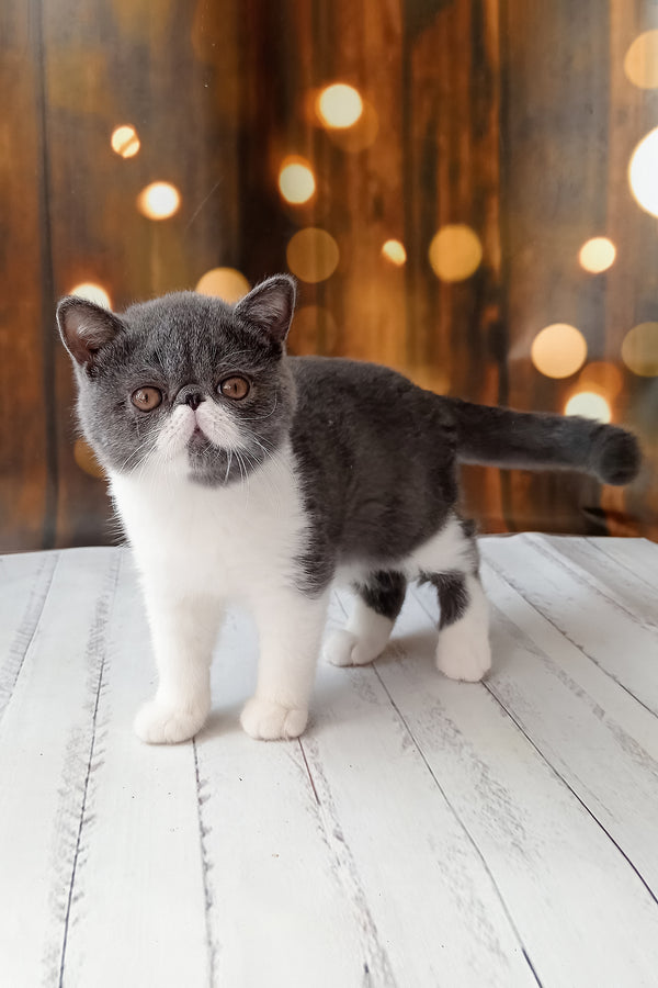 Martin | Exotic Shorthair Kitten