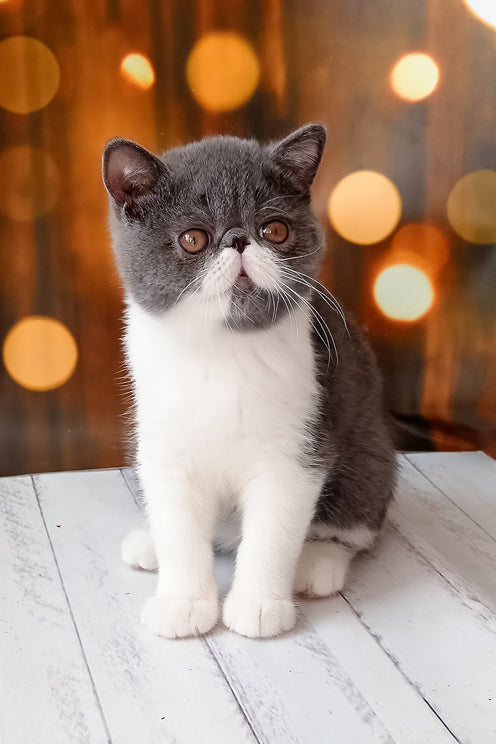 Martin | Exotic Shorthair Kitten