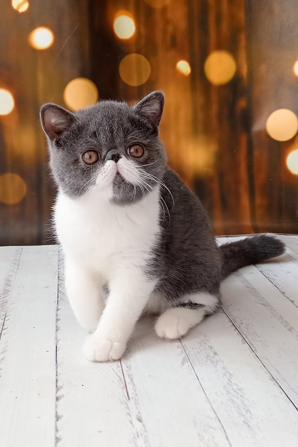 Martin | Exotic Shorthair Kitten