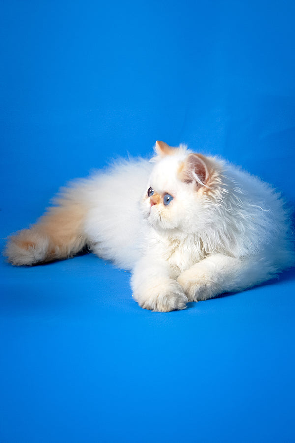 Martin | Persian Kitten