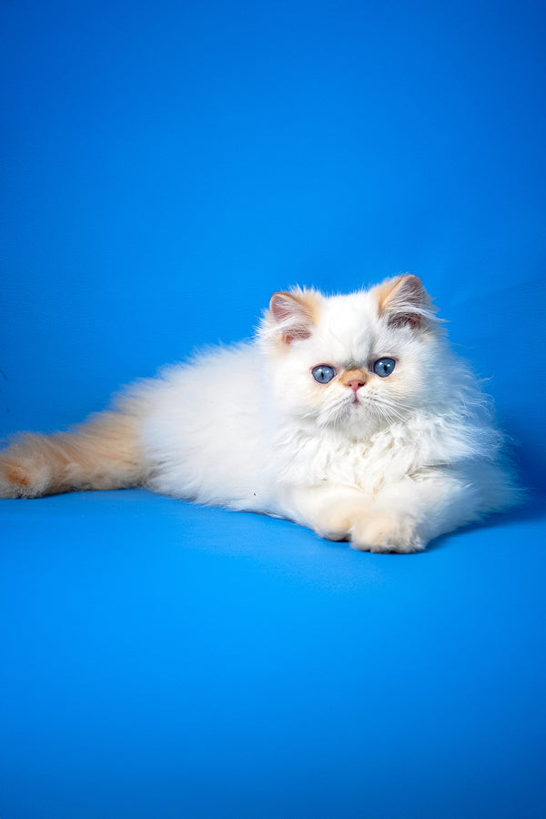 Martin | Persian Kitten