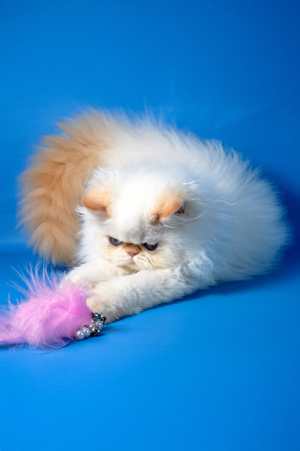 Martin | Persian Kitten