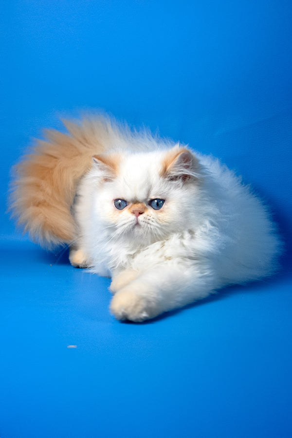 Martin | Persian Kitten