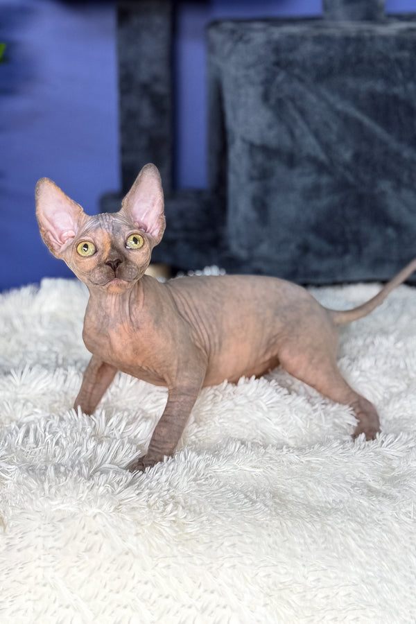 Martina | Canadian Sphynx Kitten
