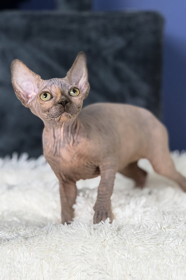 Martina | Canadian Sphynx Kitten
