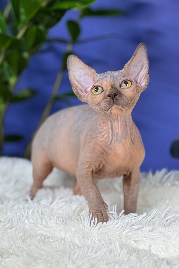 Martina | Canadian Sphynx Kitten