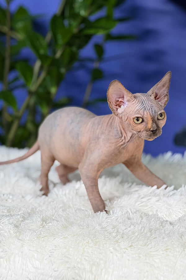 Martina | Canadian Sphynx Kitten
