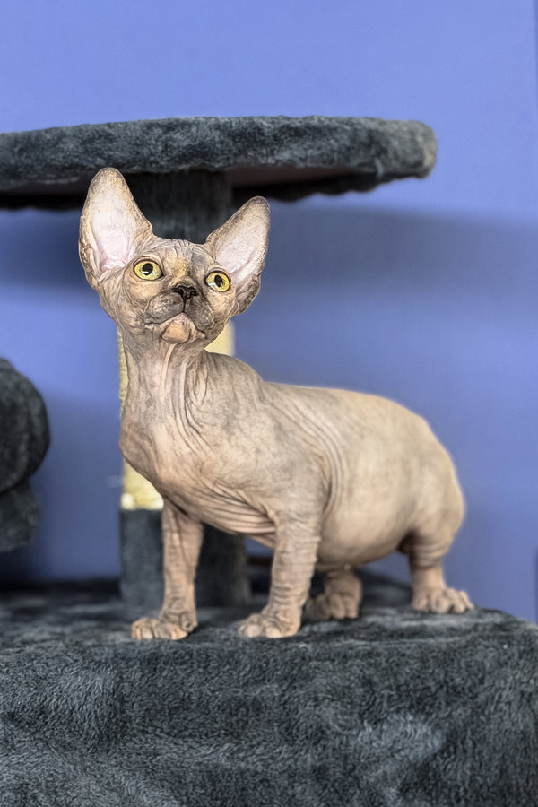 Martina | Canadian Sphynx Kitten