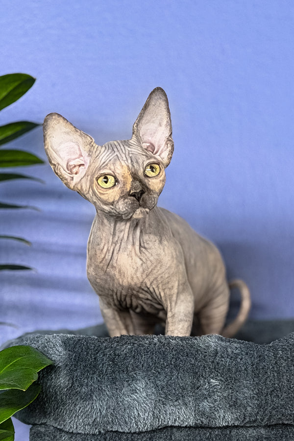 Martina | Canadian Sphynx Kitten