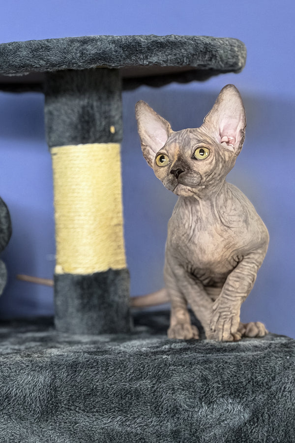 Martina | Canadian Sphynx Kitten