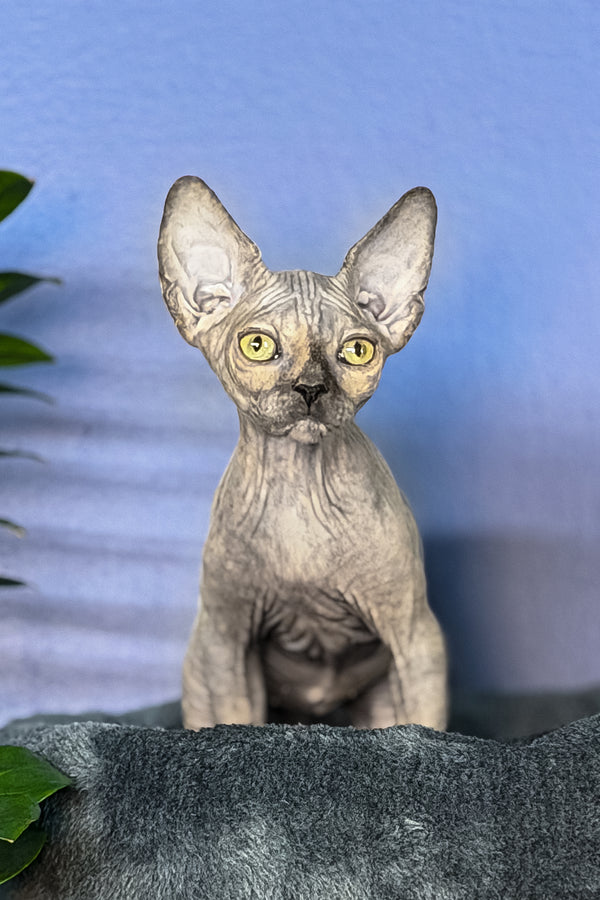 Martina | Canadian Sphynx Kitten