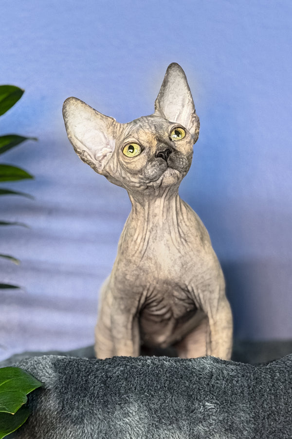 Martina | Canadian Sphynx Kitten