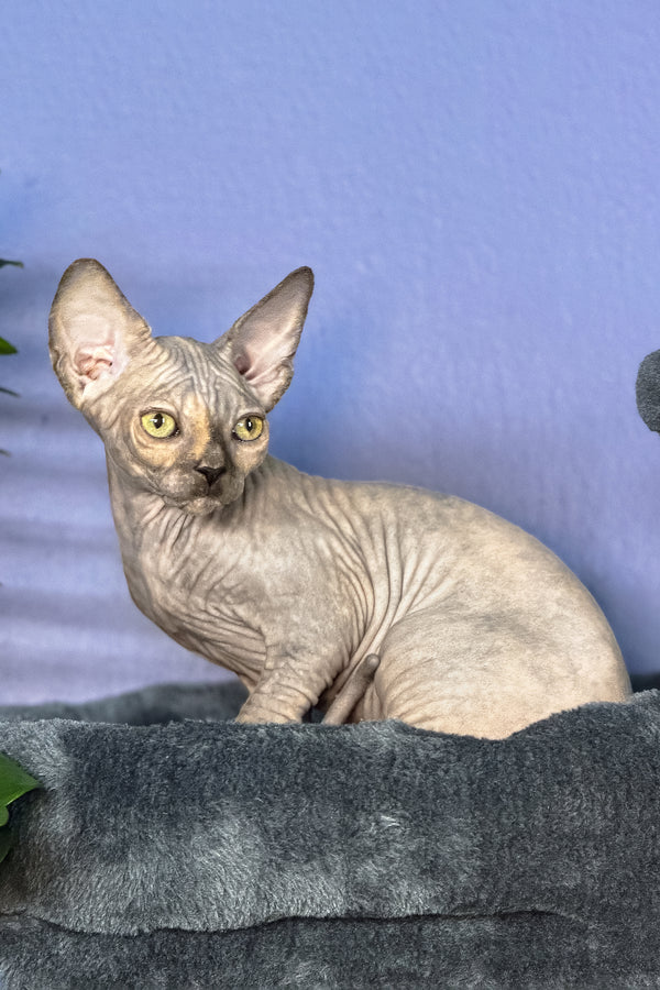 Martina | Canadian Sphynx Kitten