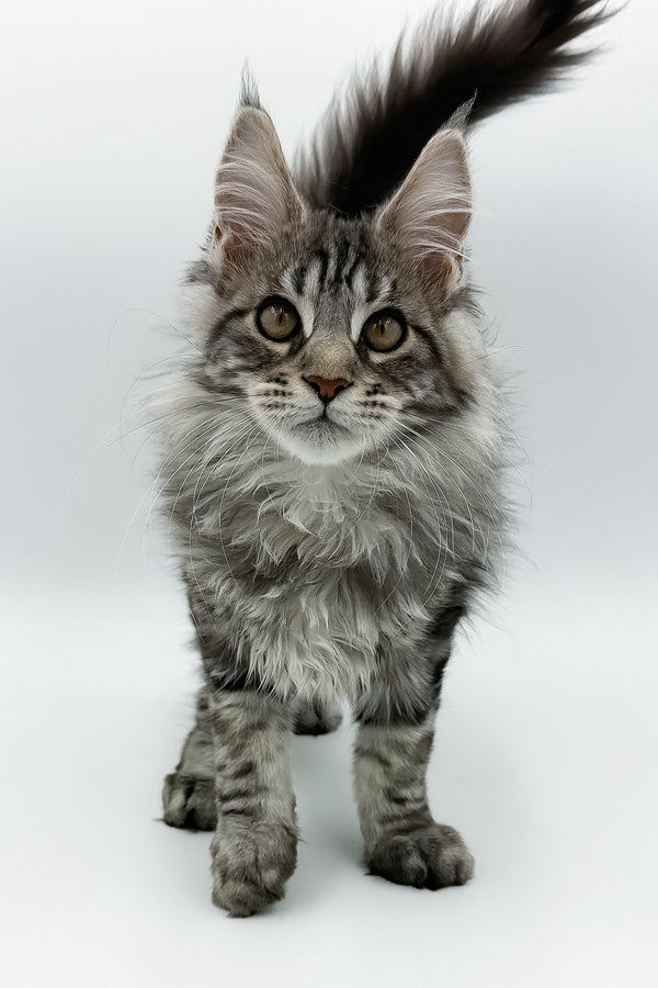 Marvel | Maine Coon Kitten