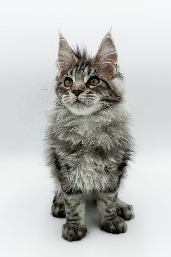 Marvel | Maine Coon Kitten