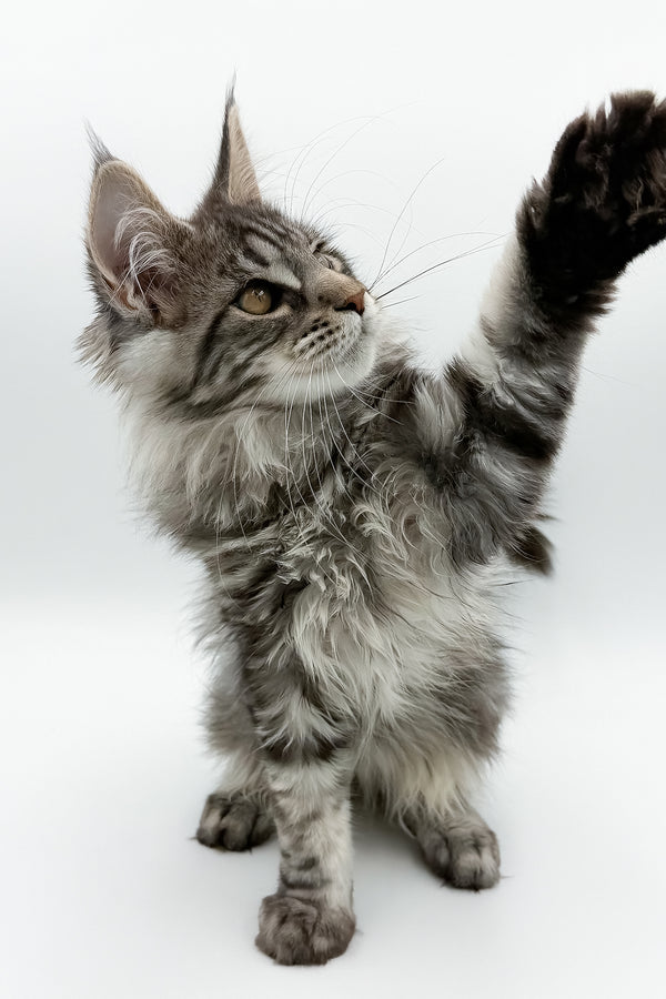 Marvel | Maine Coon Kitten