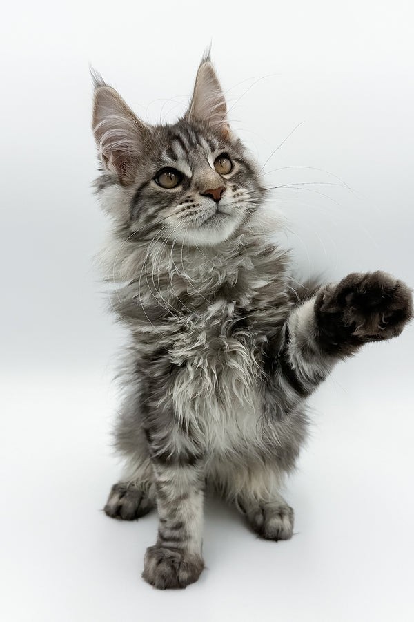 Marvel | Maine Coon Kitten