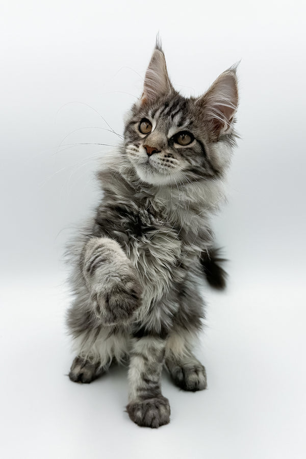 Marvel | Maine Coon Kitten