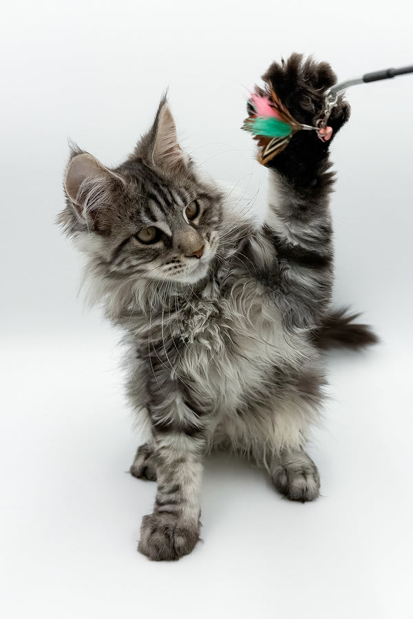 Marvel | Maine Coon Kitten