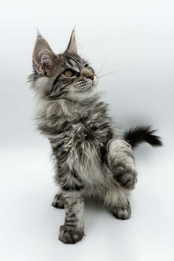 Marvel | Maine Coon Kitten