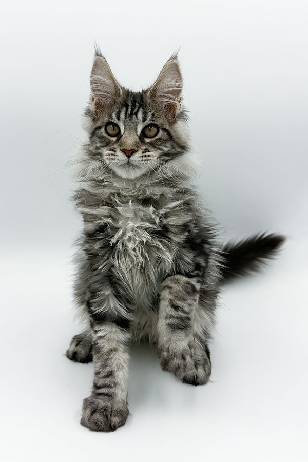 Marvel | Maine Coon Kitten