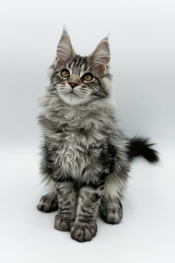 Marvel | Maine Coon Kitten