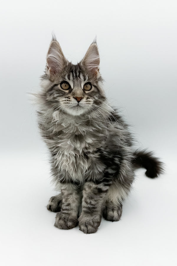 Marvel | Maine Coon Kitten