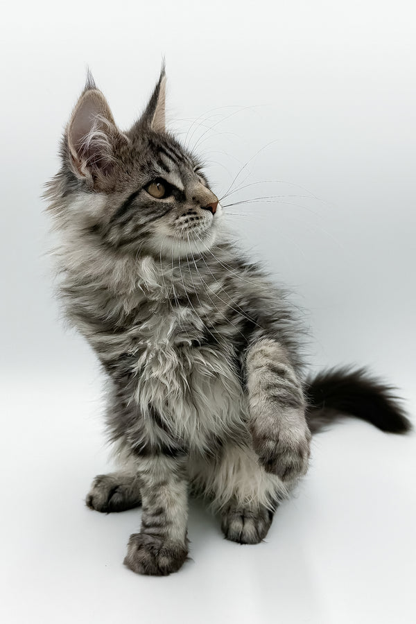 Marvel | Maine Coon Kitten