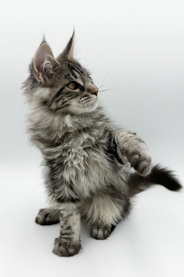 Marvel | Maine Coon Kitten