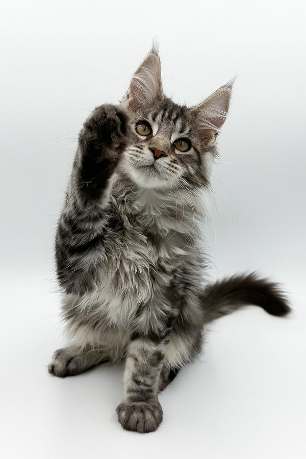 Marvel | Maine Coon Kitten