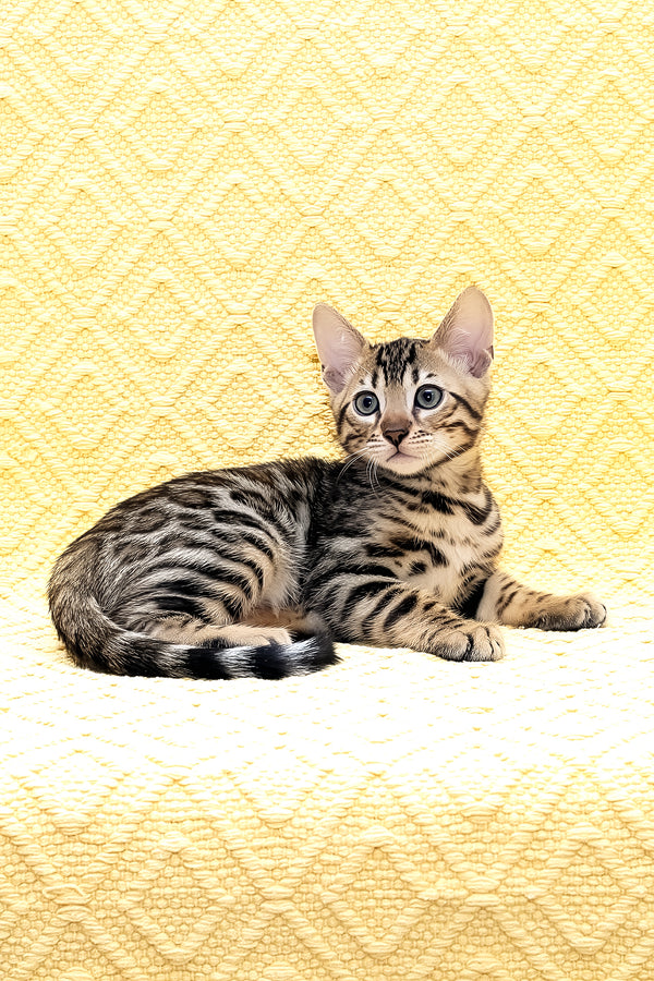 Marvel | Bengal Kitten
