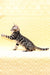 Marvel | Bengal Kitten